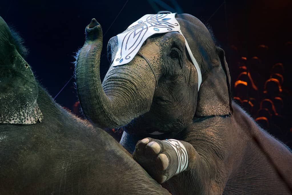 circus elephant close up detail