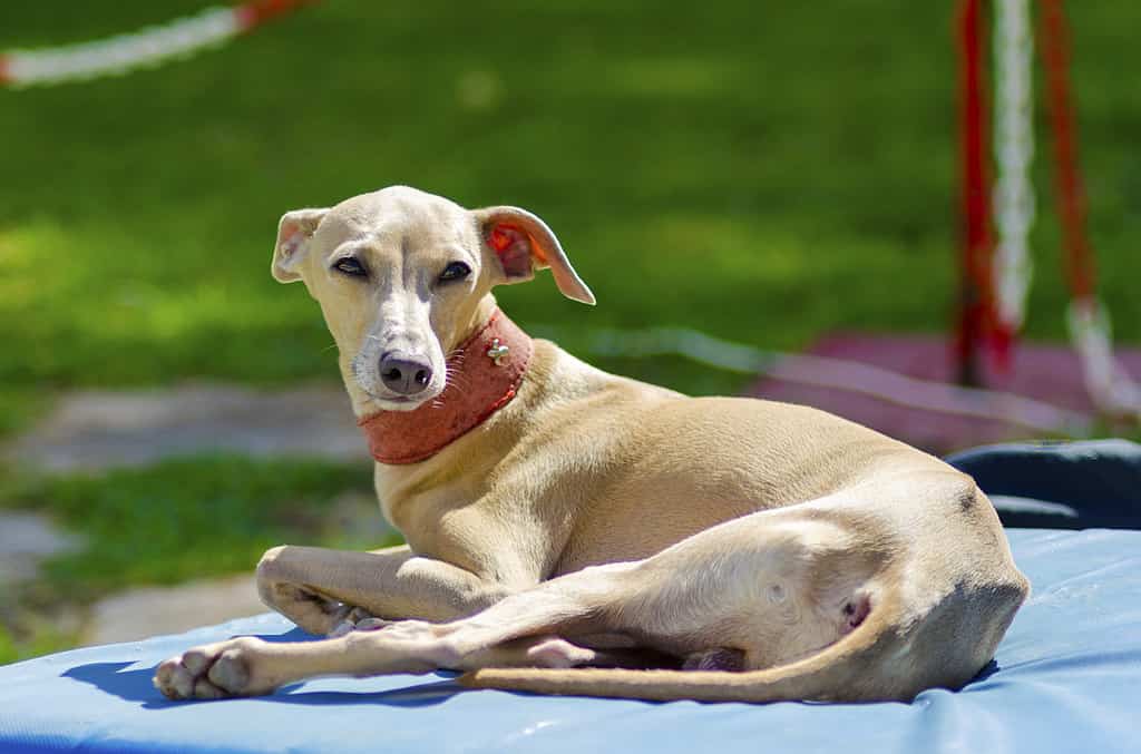 A small fawn - brown italian Greyhound dog lying down. Grey hounds are very thin and have a slender structure making them look very fragile.