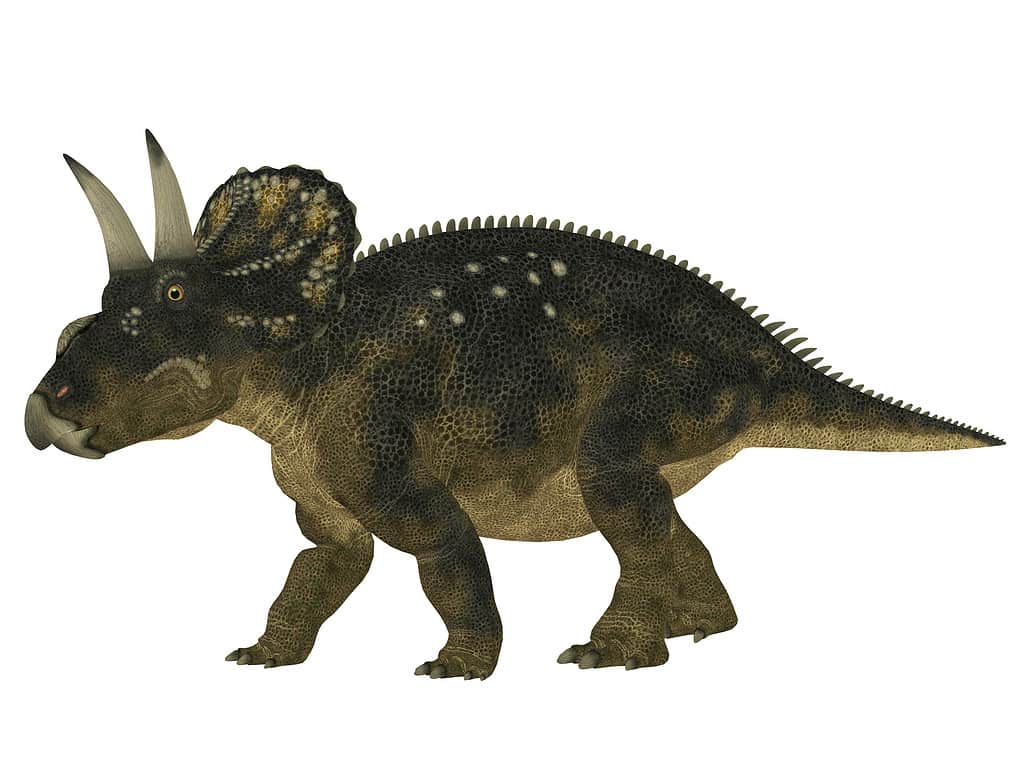 Illustration of a Nedoceratops