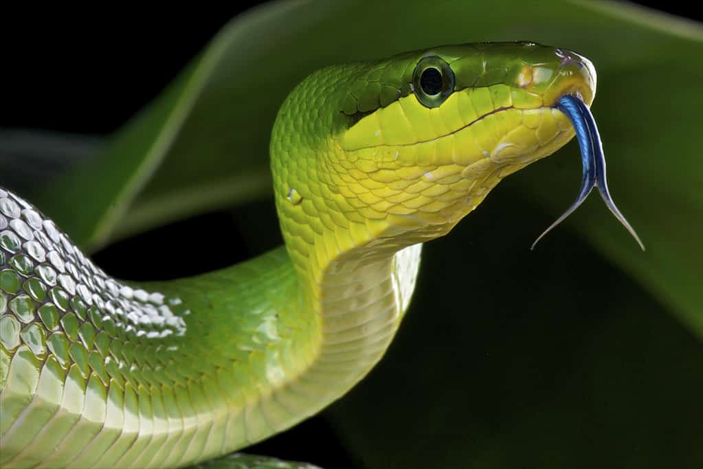 Red-tailed green rat snake / Gonyosoma oxycephalum