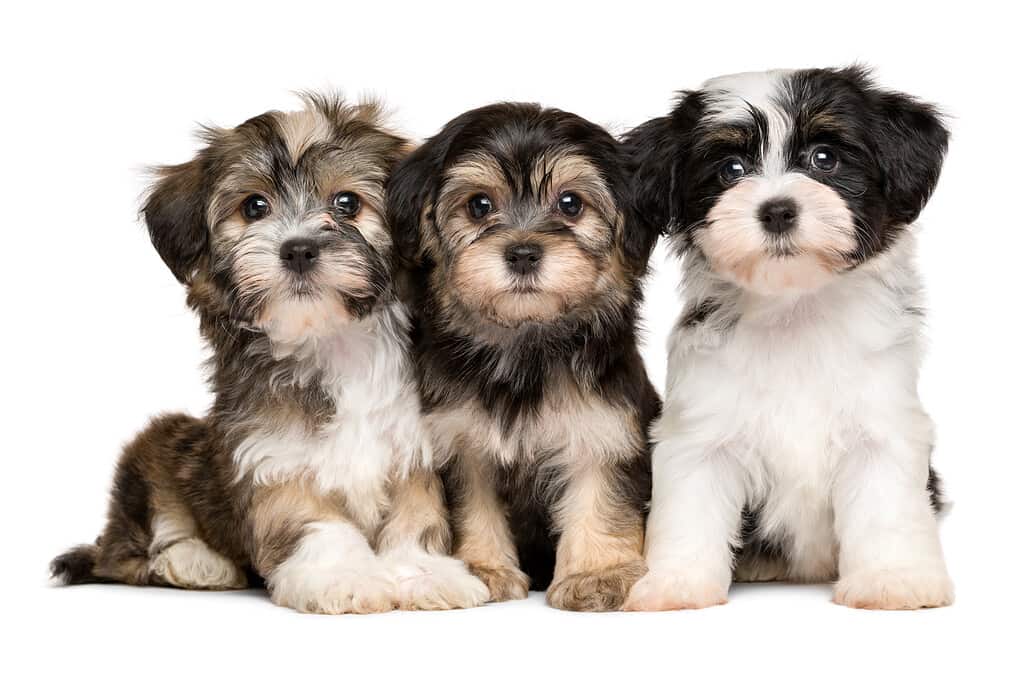 Three cute havanese puppies are sitting next to each other