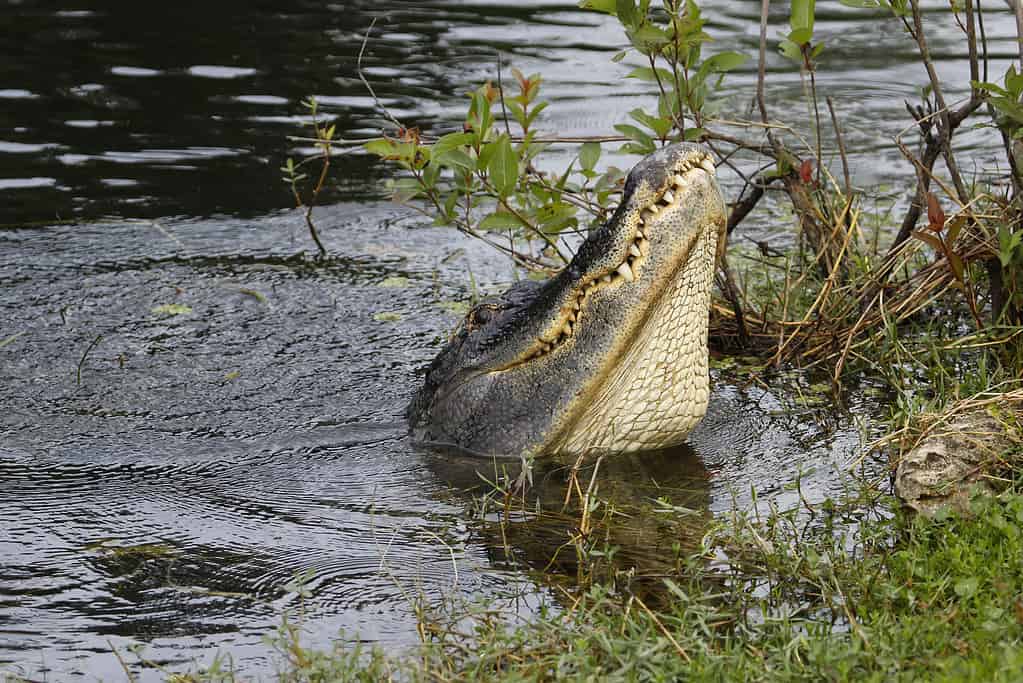 American alligator (Alligator mississippiensis) water dancing in
