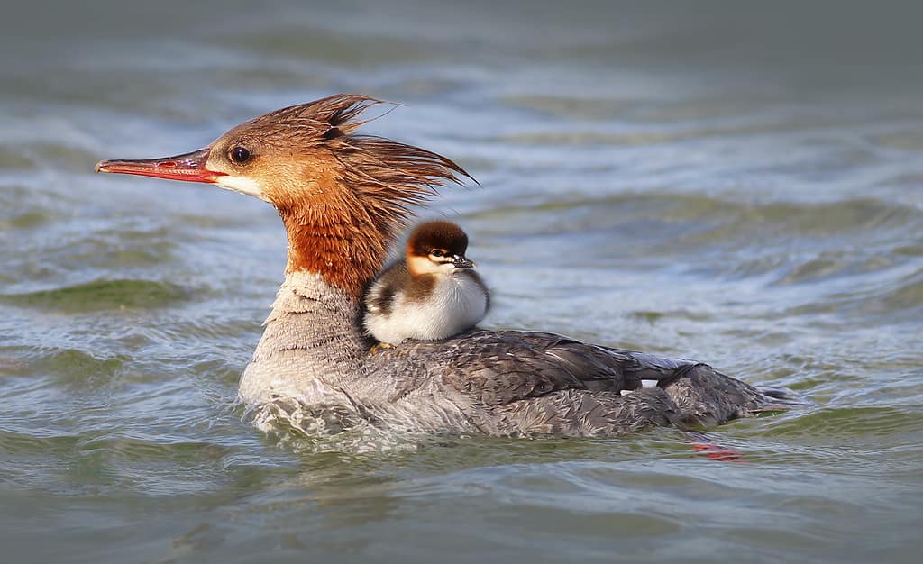Merganser Duck with baby duckling