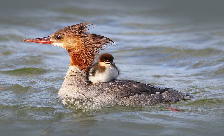 Merganser Duck with baby duckling