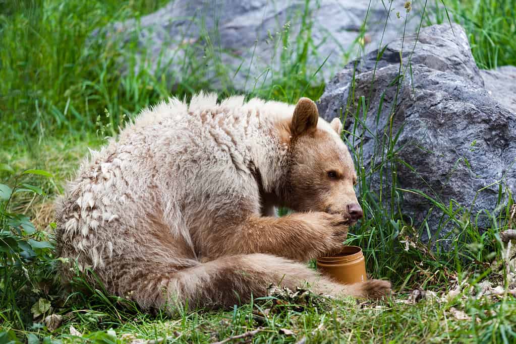 Bear crouched over eating honey