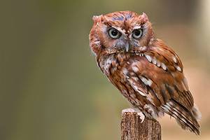 300+ Amazingly Adorable Owl Names Picture