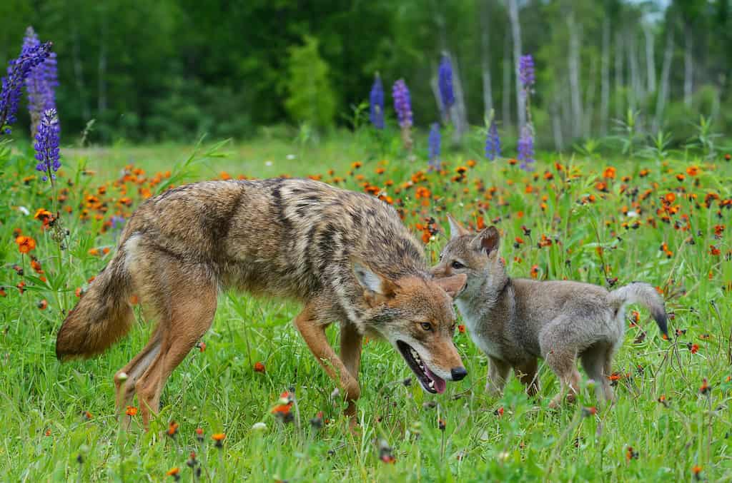 Adult Coyote playing with pup