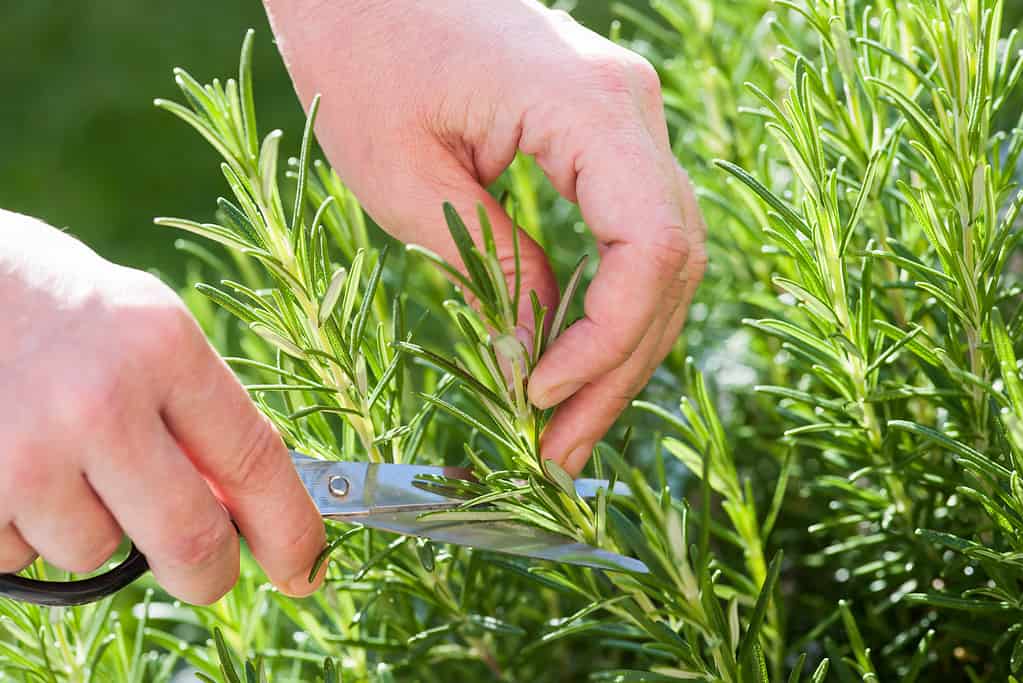 cutting rosemary