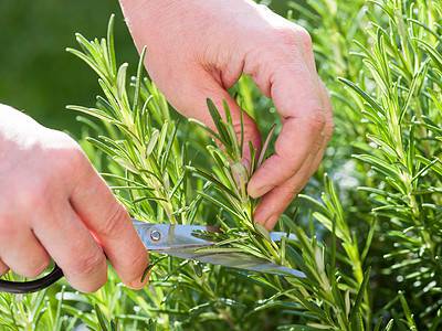 A The 9 Best Rosemary Companion Plants (And What to Avoid)