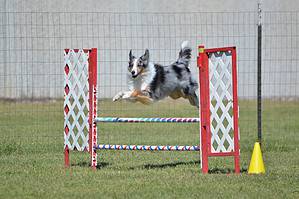 Discover 13 Dog Sports for Active Dogs Picture
