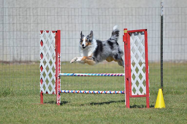 Shetland Sheepdog (Sheltie) at Dog Agility Trial