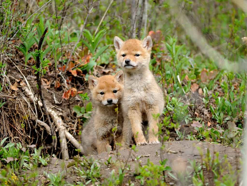 Baby Coyote Pup: 11 Pictures and 10 Incredible Facts - A-Z Animals