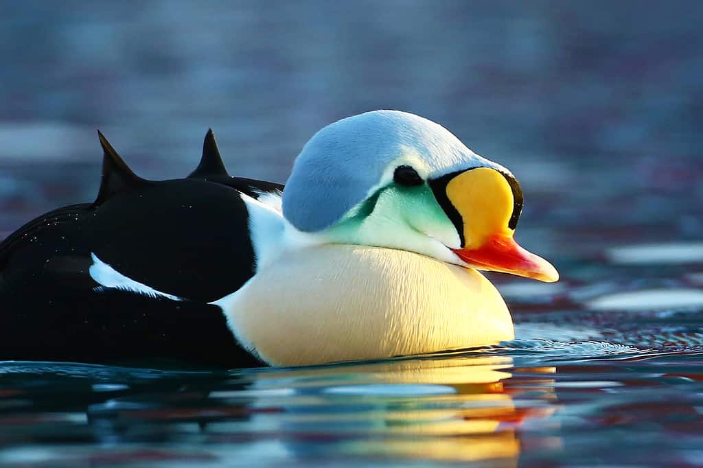 Close-up of King Eider