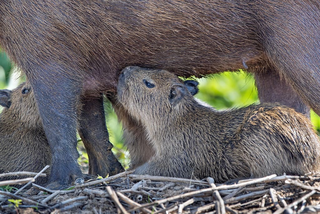 Two Nursing Baby Capybaras