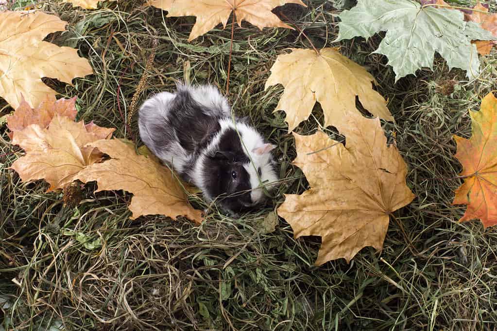 Guinea Pig