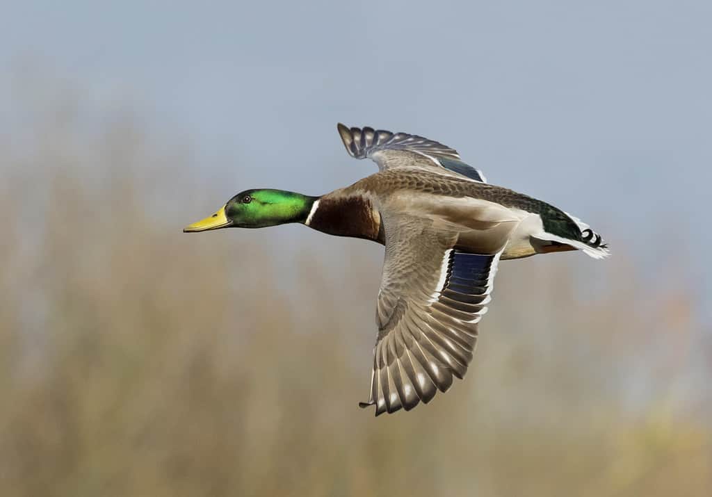 male mallard in flight