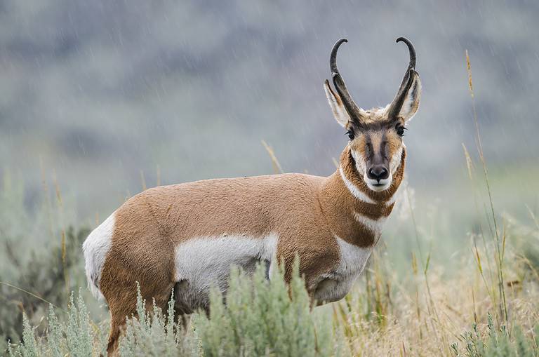 Pronghorn (Antilocapra americana)