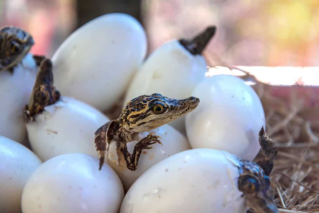 stuff of Little baby crocodiles are hatching from eggs