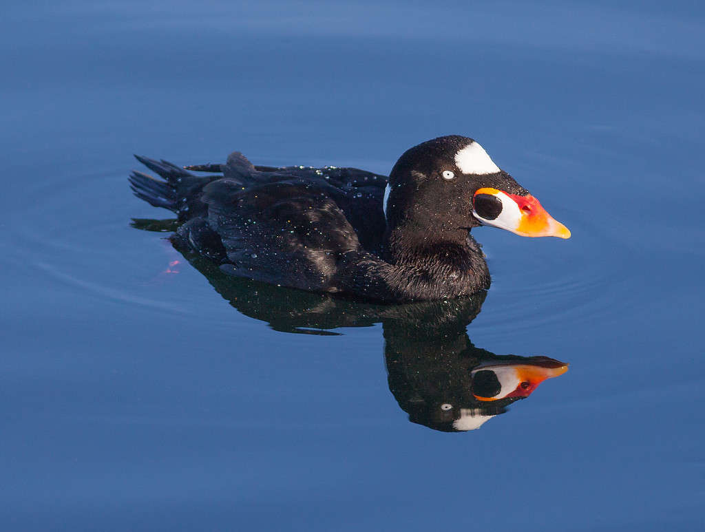 Surf Scoter