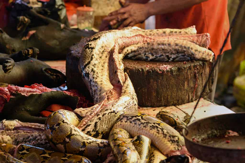 Meat of snake on Tomohon Traditional Market