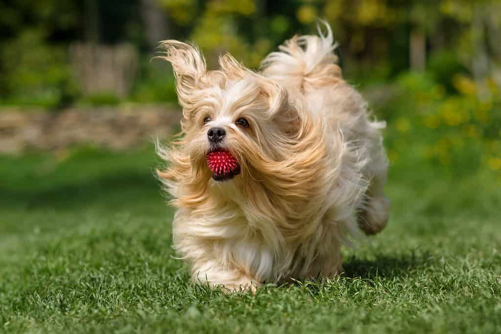 Playful orange havanese dog is running with a ball