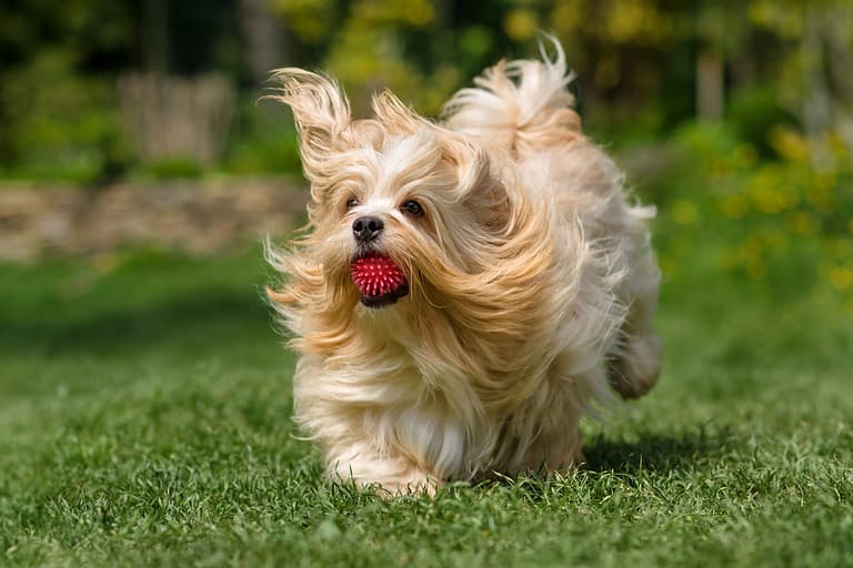 Havanese