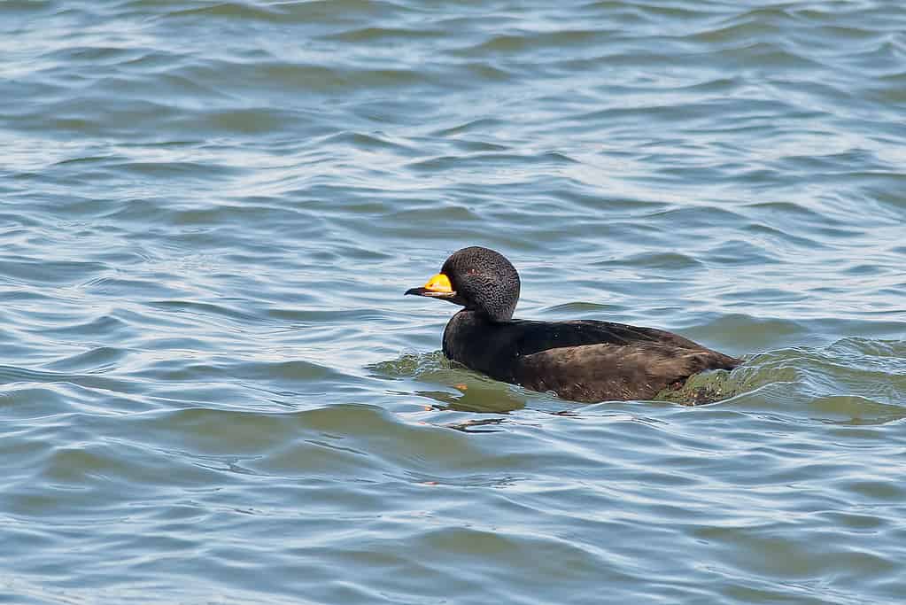 Black Scoter