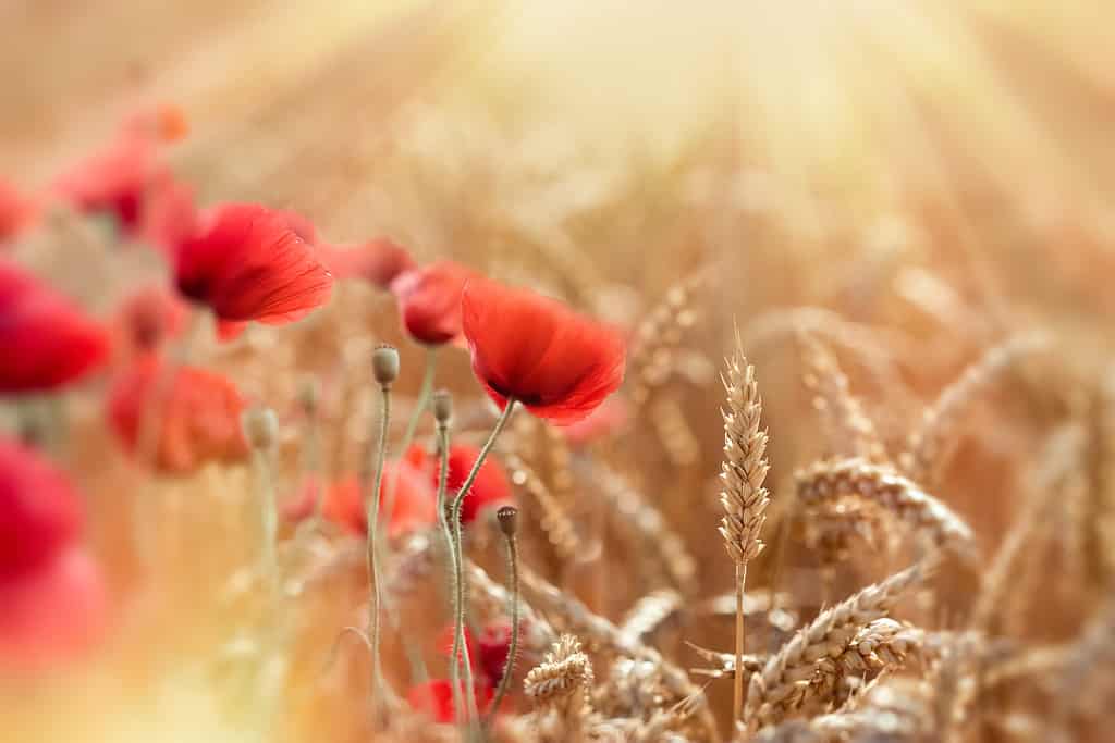 Wheat field and red poppy flowers lit by sun rays