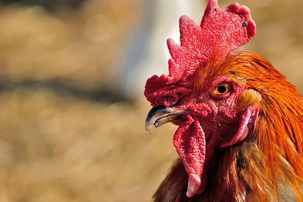 Rhode Island Red male chicken head close-up