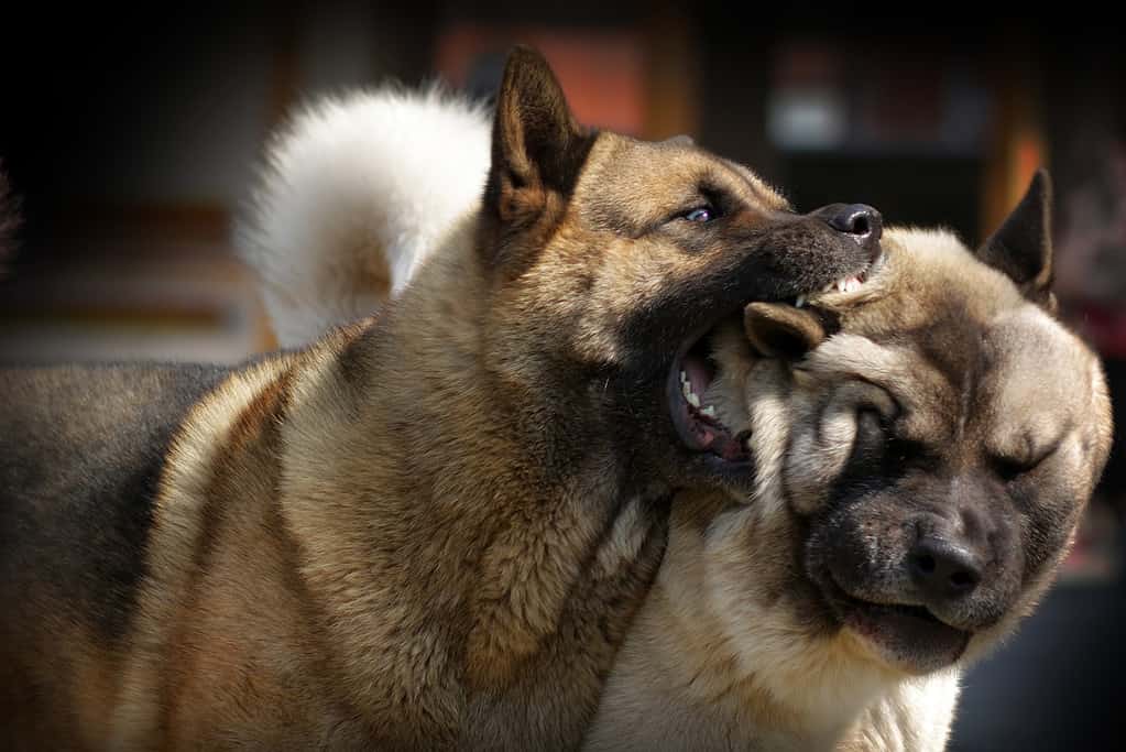 Two dogs Akita inu are playing or fighting