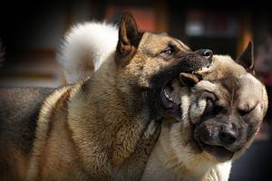 Emergency Intervention: How to Safely Break Up a Dog Fight Picture