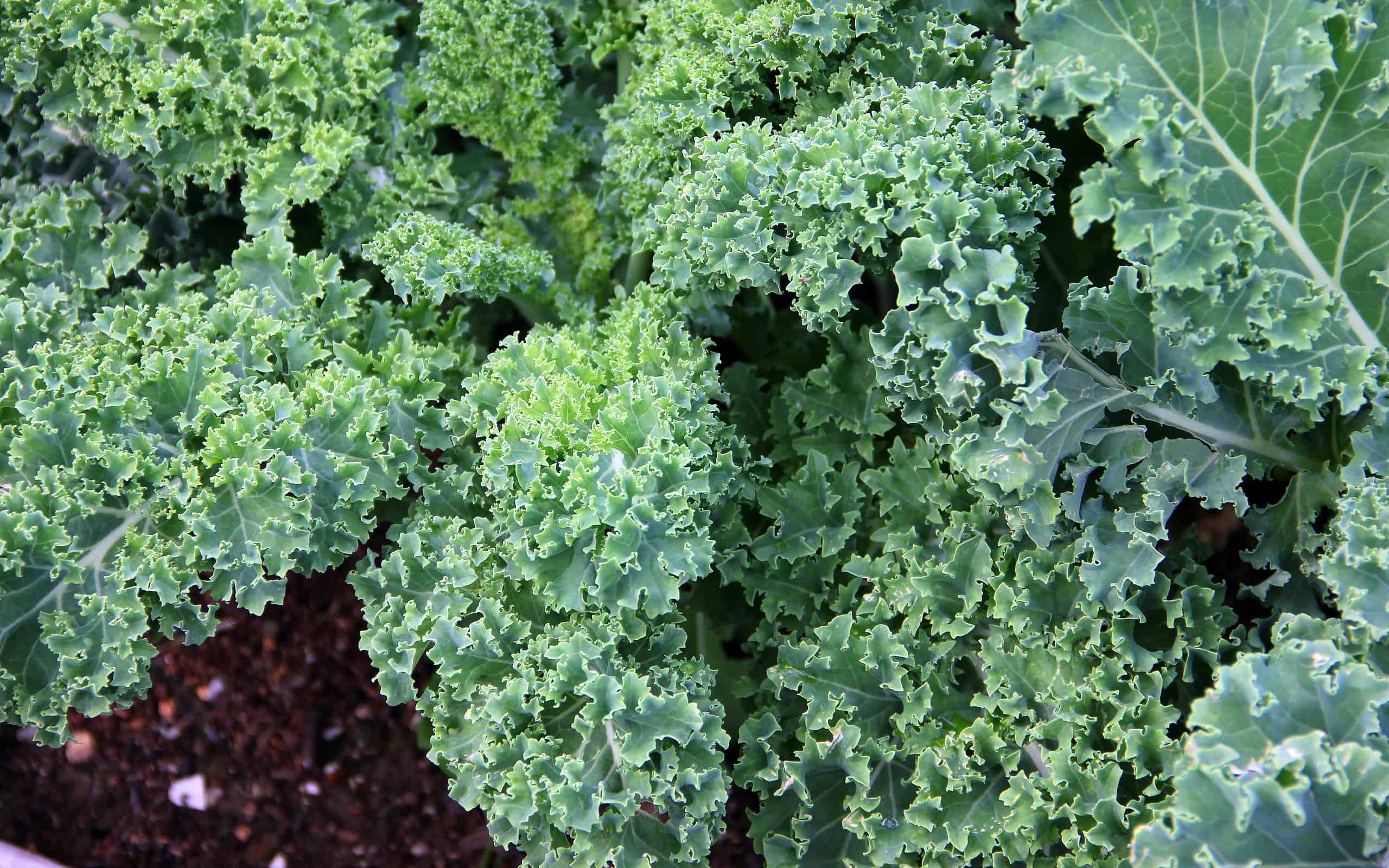 Organic kale growing in a raised bed garden
