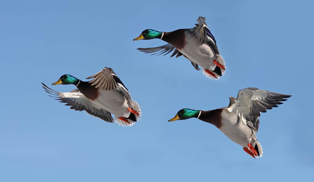 Mallards in flight