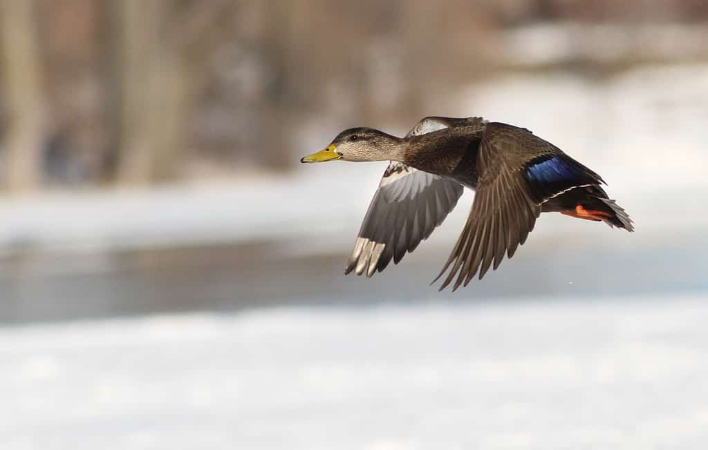 Black ducks in flight