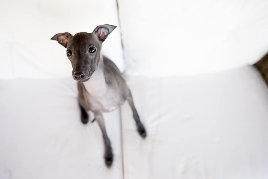 Italian greyhound puppy shy