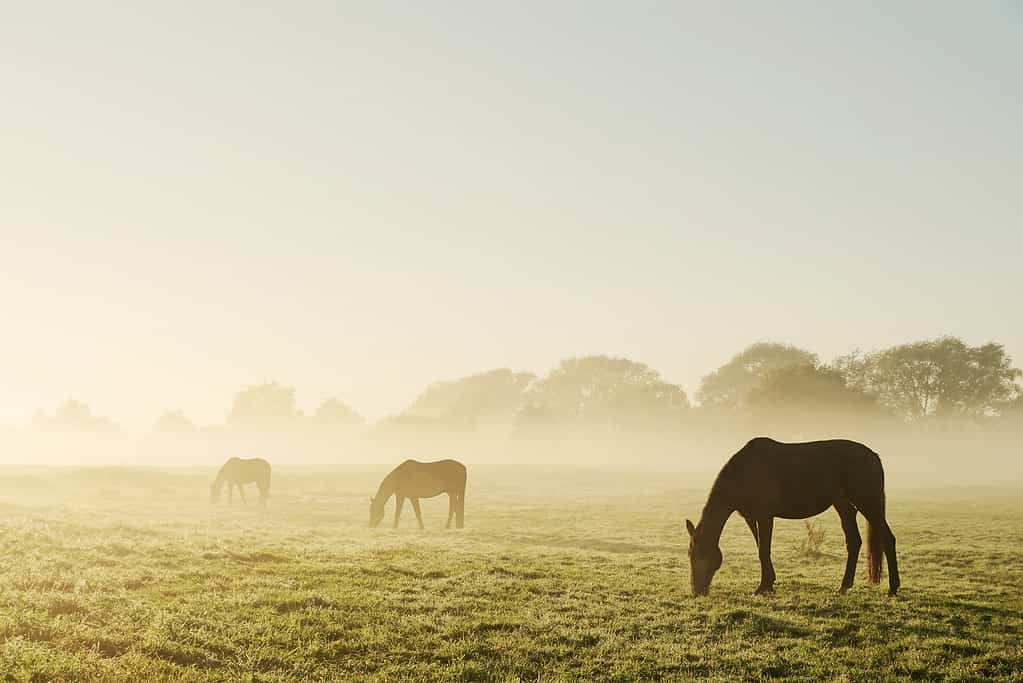 Grazing horses on a foggy morning