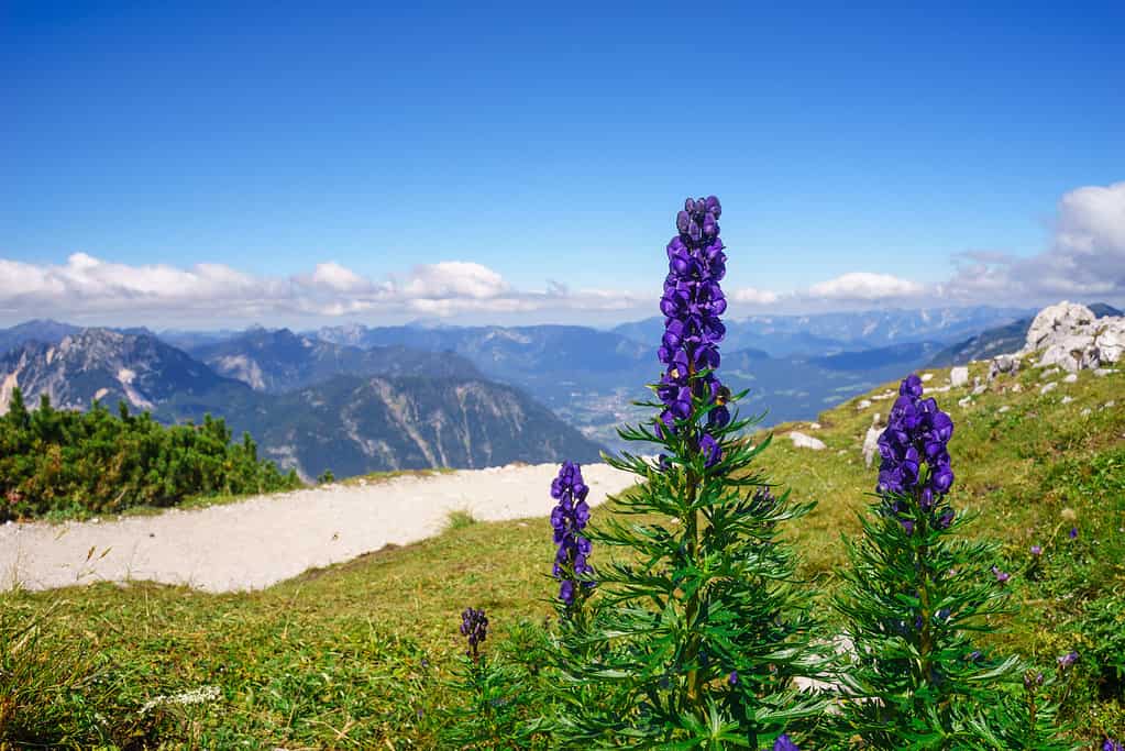 Wolfsbane represents evil, danger, and death.