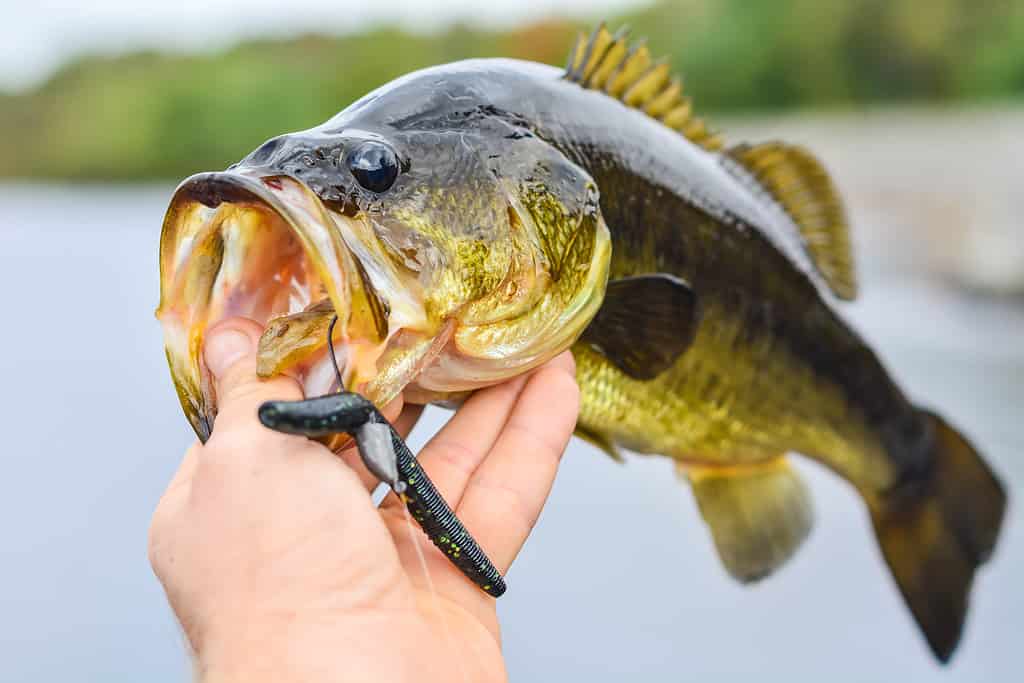 Largemouth bass