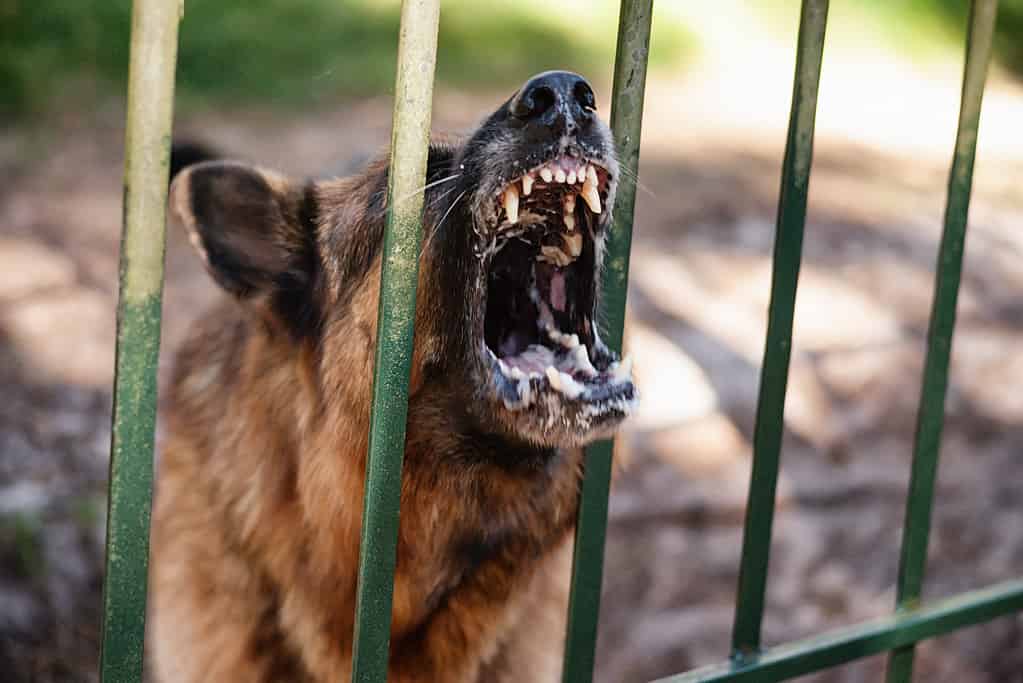 Barking german shepherd