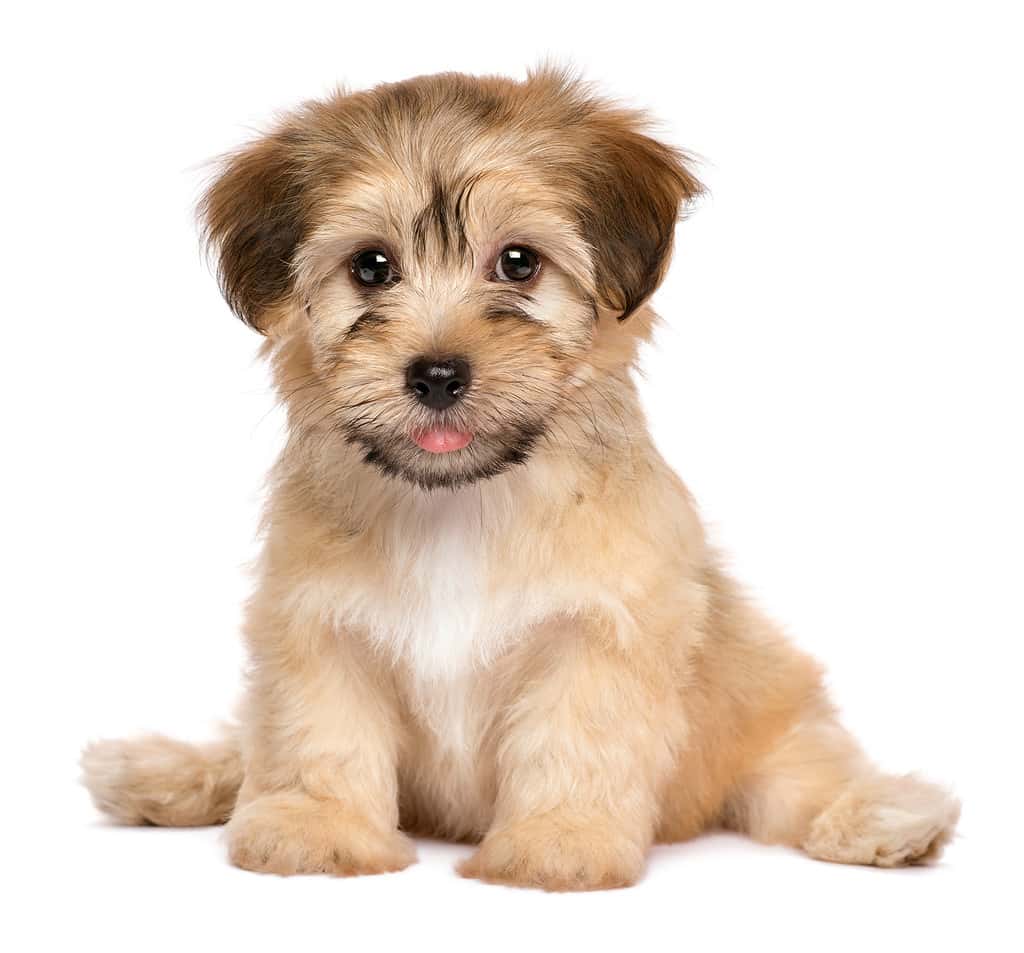 Cute sitting havanese puppy dog