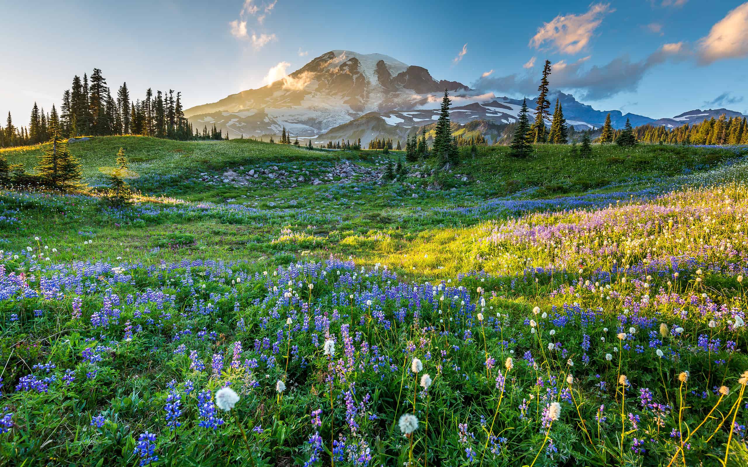 Wild flowers in the grass on a background of mountains.