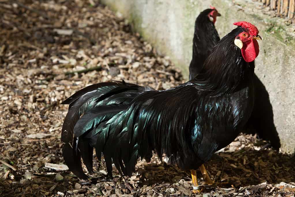 La Fleche Rooster (Gallus gallus domesticus); black chicken breeds