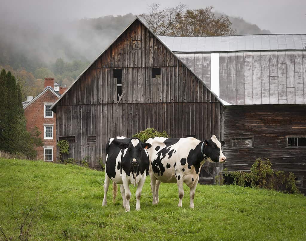 Vermont Holstein Cows