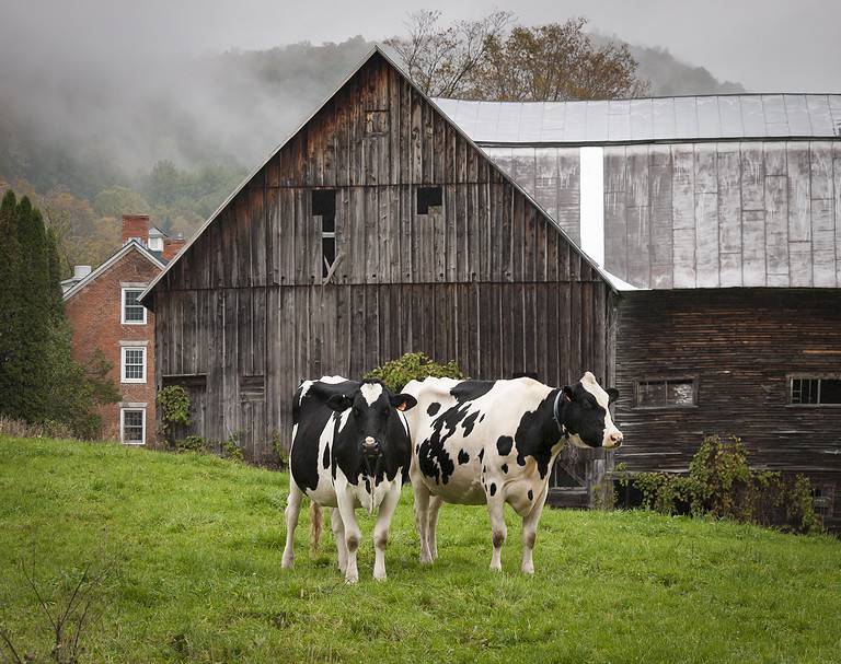 Vermont Holstein Cows