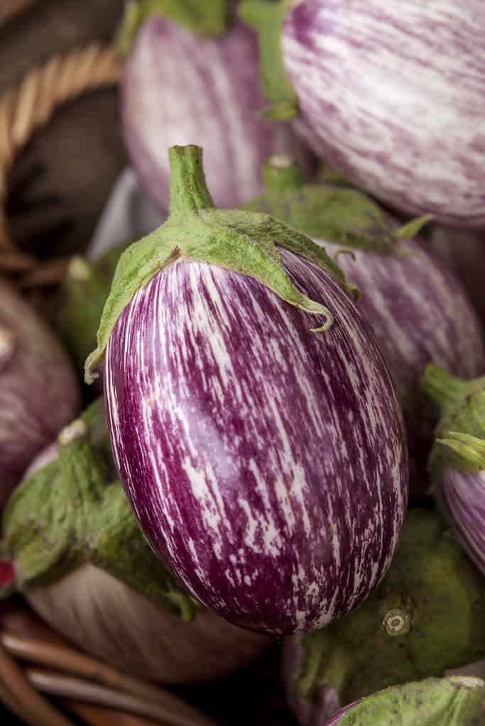Close up of a zebra eggplant—a vegetable that starts with Z.