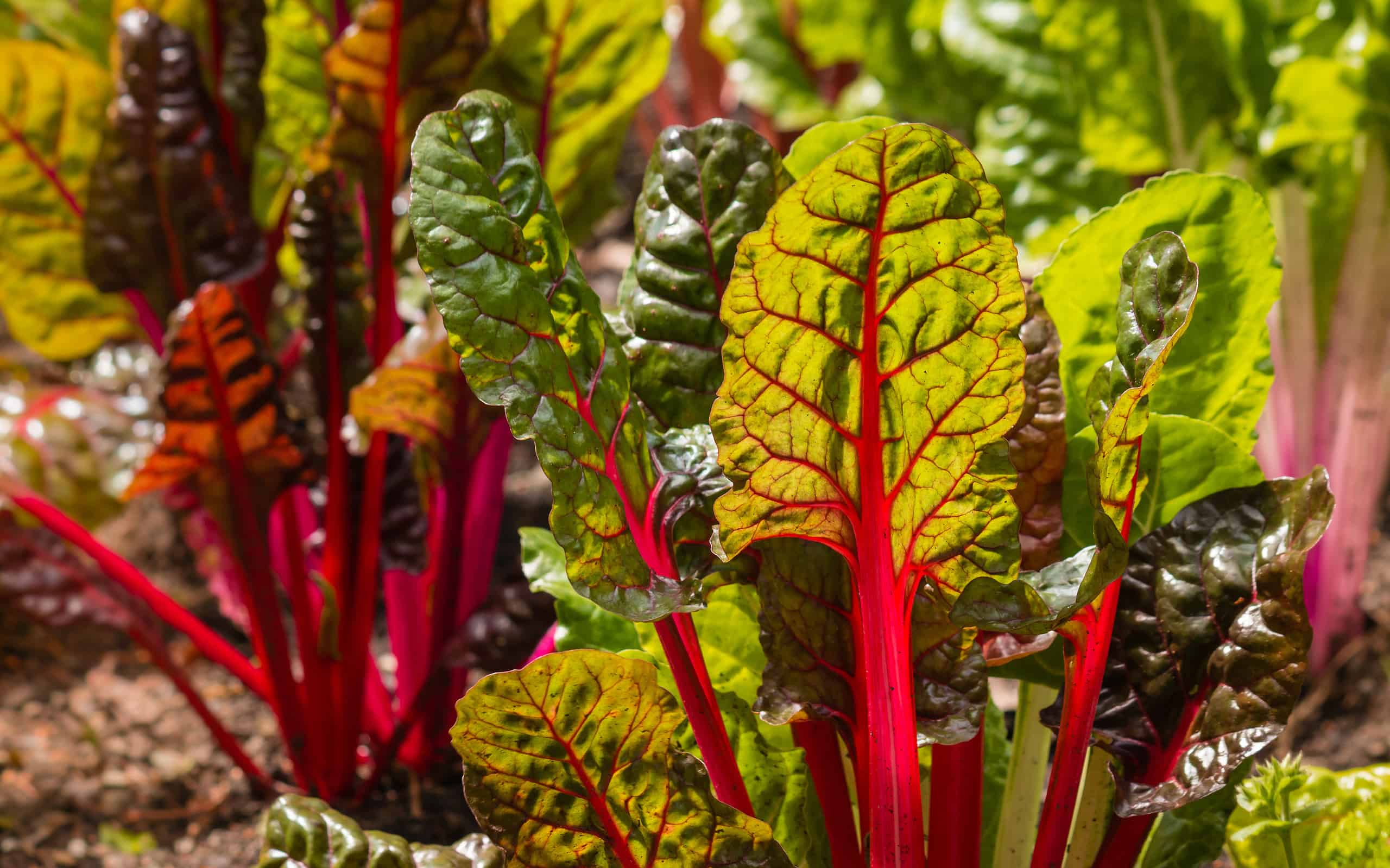 detail of red swiss chard leaves growing in garden