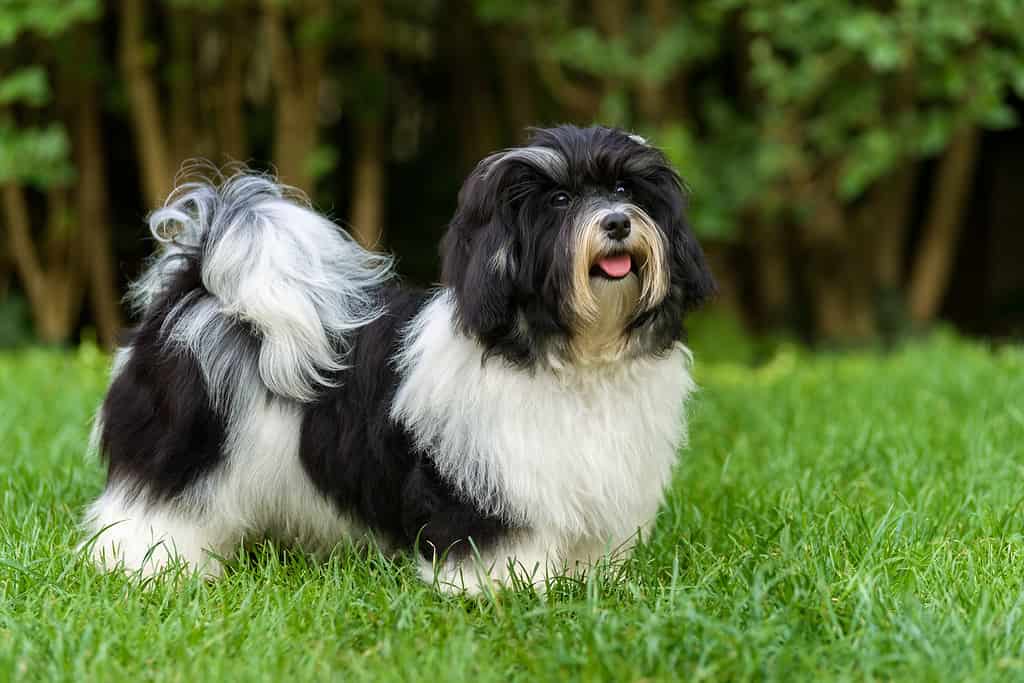Happy black and white havanese puppy in the grass