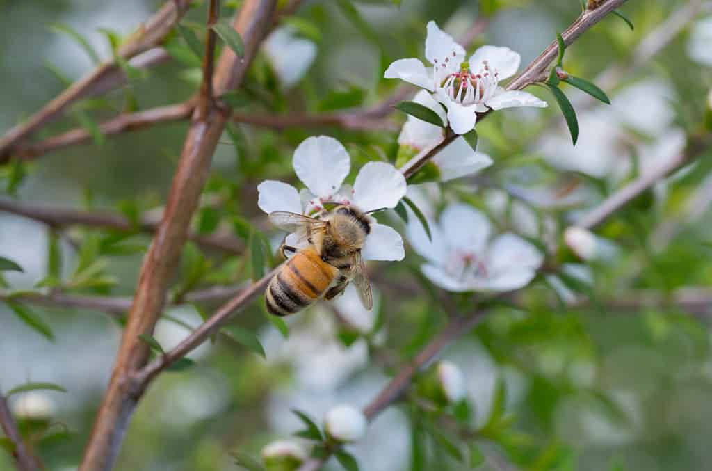 Honey Bee on Manuka flower