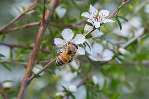 Discover the Real Reason Manuka Honey Is So Expensive Picture