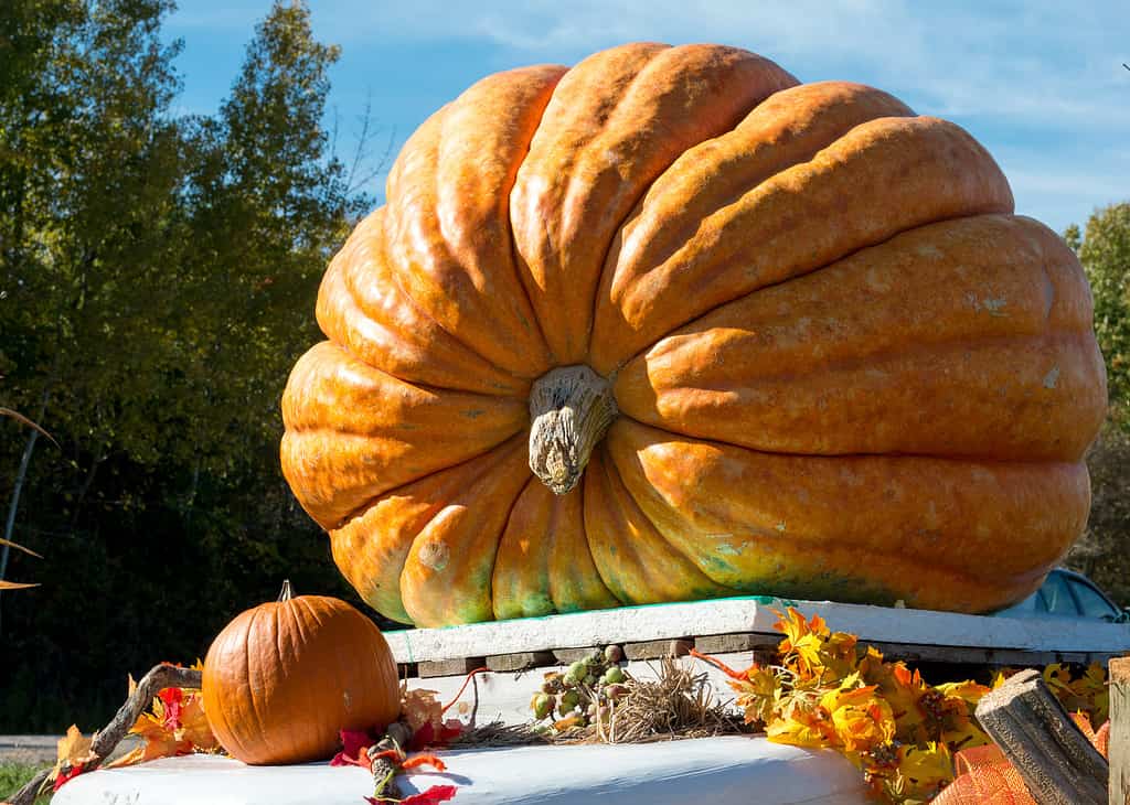 Giant pumpkin on display at roadside of a country road